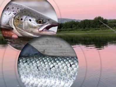 Uma nova ferramenta de aprendizagem profunda pode dizer se o seu salmão é selvagem ou de viveiro