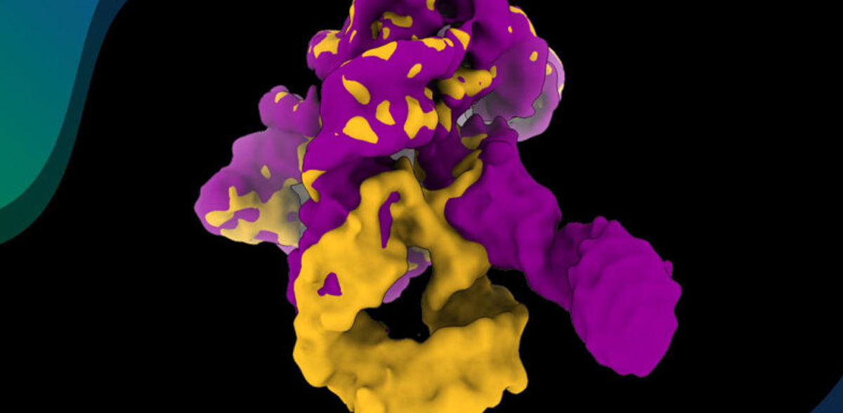RNA in azione: filmare l'autoassemblaggio di un ribozima