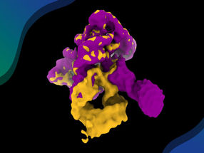 RNA in Aktion: Filmaufnahmen von der Selbstorganisation eines Ribozyms