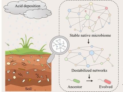 Hidden dangers in 'acid rain' soils