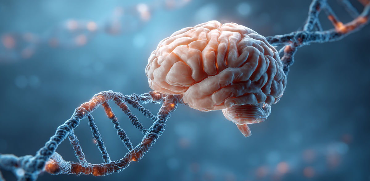 Como um gene molda a arquitetura do cérebro humano