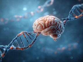 Cómo un gen da forma a la arquitectura del cerebro humano