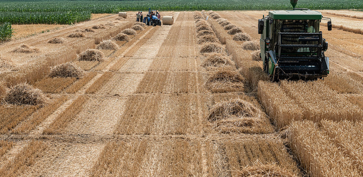 Toxic metals in wheat grain: do they come from the soil or the fertilizer?