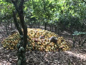 Growing cocoa in a changing climate