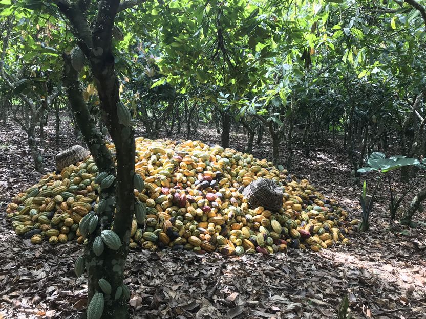 Coltivare il cacao in un clima che cambia - I ricercatori studiano l'effetto degli alberi da ombra nelle piantagioni di cacao in Ghana