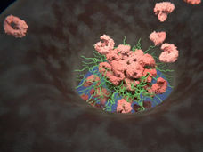 Dynamic gates guard the cell nucleus