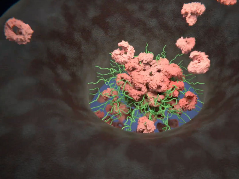 Portas dinâmicas guardam o núcleo da célula