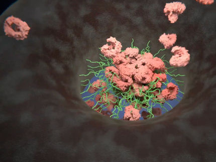 Dynamic gates guard the cell nucleus