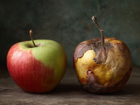 Inmunidad poscosecha de la manzana: un factor clave para la vida útil y la calidad de la fruta