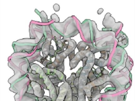 Understanding emerges: MBL scientists visualize the creation of condensates