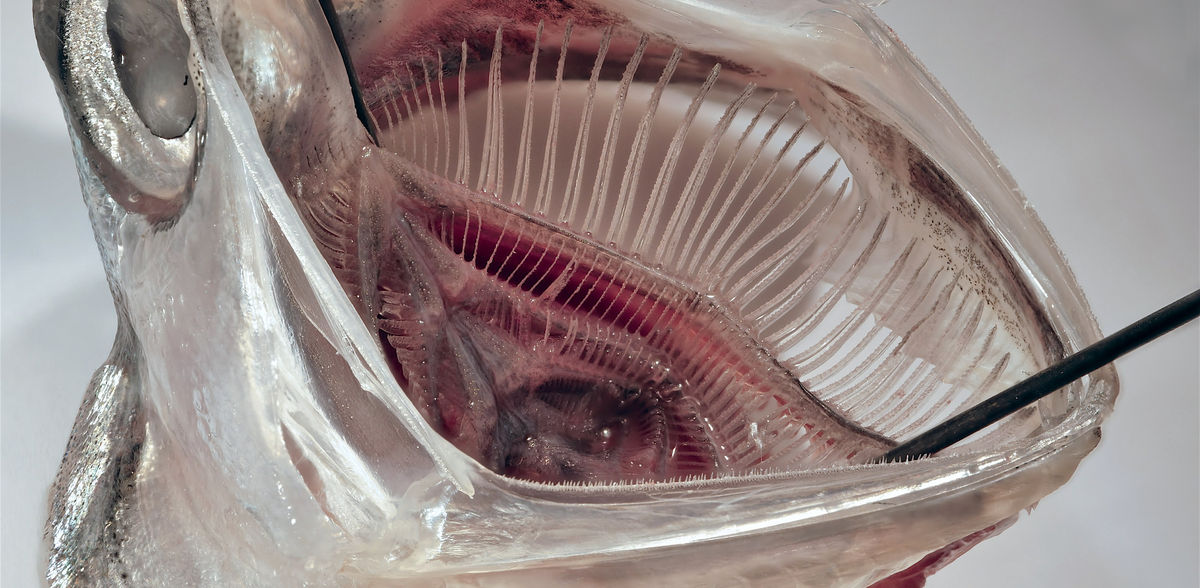 Microplastics filter inspired by fish