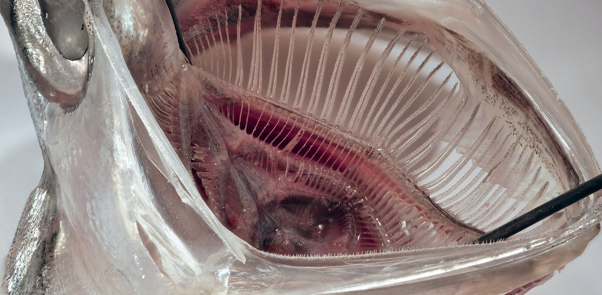 Filtre à microplastiques inspiré de la bouche des poissons