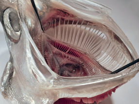 Filtro de microplásticos modelado en la boca de los peces