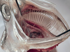 Filtro di microplastica modellato sulle bocche dei pesci