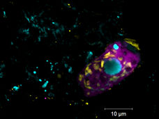 Aliados invisibles: las bacterias simbióticas ayudan a limpiar las aguas residuales, pero hay un truco