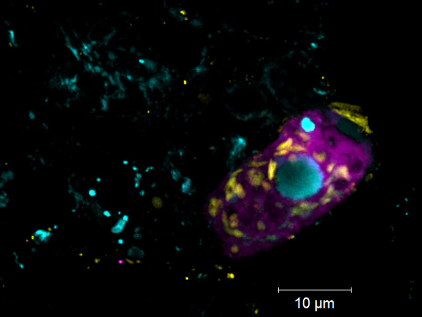 Linus Matz Zeller / Copyright: Max-Planck-Institut für Marine Mikrobiologie