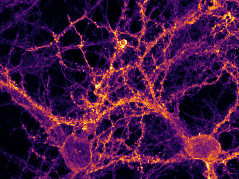 Regarder les synapses travailler