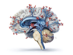 Instructions for building antibodies