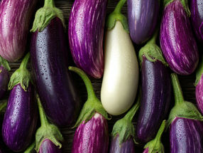 Purple to White, Smooth to Prickly: Genetic Diversity of Eggplants Recorded for the First Time