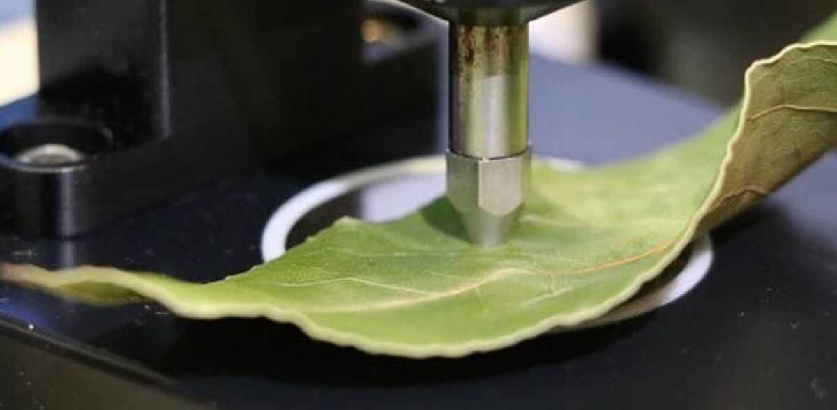 Una nueva técnica predice la madurez de la fruta analizando las hojas