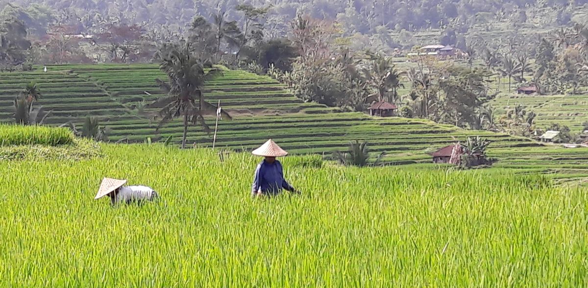 M. Qaim/University of Bonn