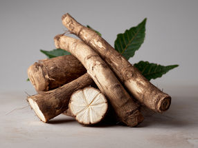 Fighting hunger with cassava