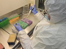 Les premiers génomes anciens d'herpèsvirus humains témoignent de leur longue histoire avec l'homme