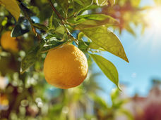 Un patogeno dirotta il programma di maturazione dei frutti nelle piante di agrumi