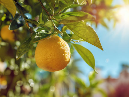 Un patogeno dirotta il programma di maturazione dei frutti nelle piante di agrumi