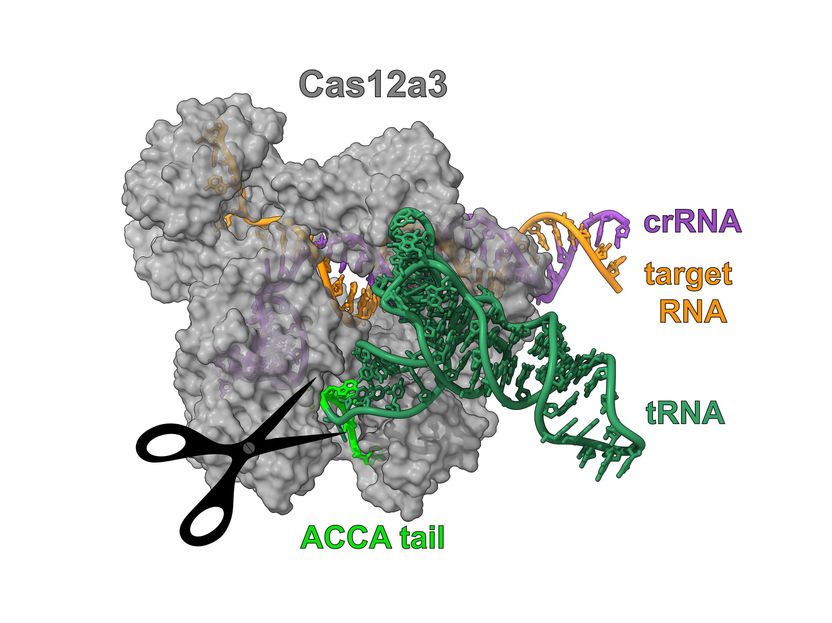 Para além da tesoura genética: descoberto novo mecanismo CRISPR - Uma descoberta inesperada: uma equipa de Würzburg, Braunschweig e dos EUA identifica a nuclease Cas12a3 com uma atividade precisa