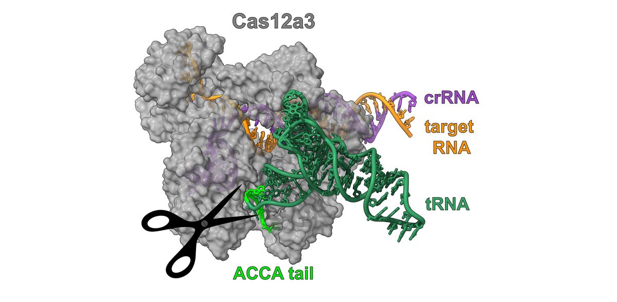 Copyright: HZI/Biao Yuan
