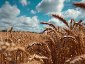 Come il frumento combatte i funghi