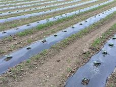 Lancio di PerPlacsBio: le plastiche biodegradabili trasformano l'agricoltura e la silvicoltura