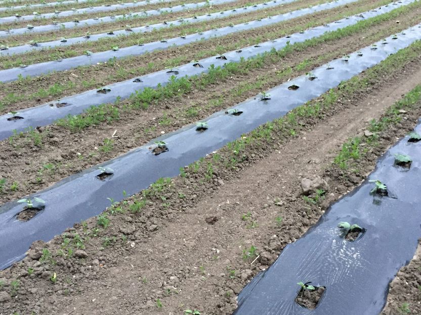 PerPlacsBio gestartet: Biologisch abbaubare Kunststoffe revolutionieren Land- und Forstwirtschaft - Bio-basierte und biologisch abbaubare Kunststoffe für Landwirtschaft und Forstwirtschaft im Fokus