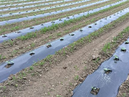 Lancio di PerPlacsBio: le plastiche biodegradabili trasformano l'agricoltura e la silvicoltura