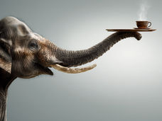 Comment les microbiomes des éléphants modifient le goût du café de luxe