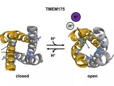 Doença de Parkinson: o canal iónico como uma abordagem promissora para as substâncias activas
