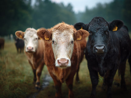 Volle Mehrwertsteuer auf Fleisch