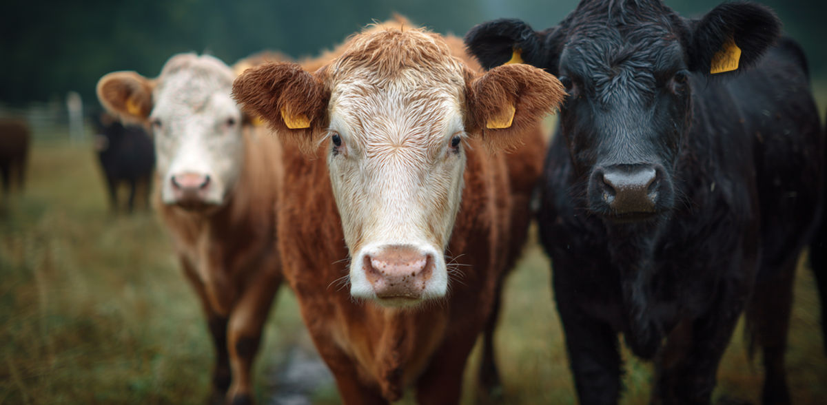 Impuesto sobre el valor añadido íntegro de la carne