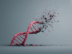 Kaputtes DNA-Reparaturwerkzeug beschleunigt Alterung