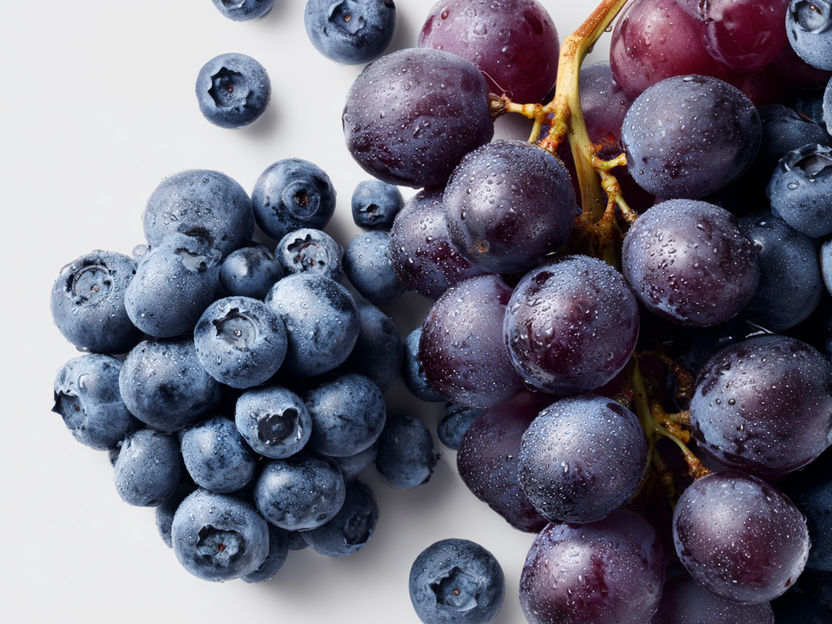 Les substances naturelles des myrtilles et du raisin bleu protègent-elles les cellules nerveuses du vieillissement ? - Une horloge qui mesure le vieillissement des cellules nerveuses trouve des molécules qui protègent contre la neurodégénérescence liée à l'âge