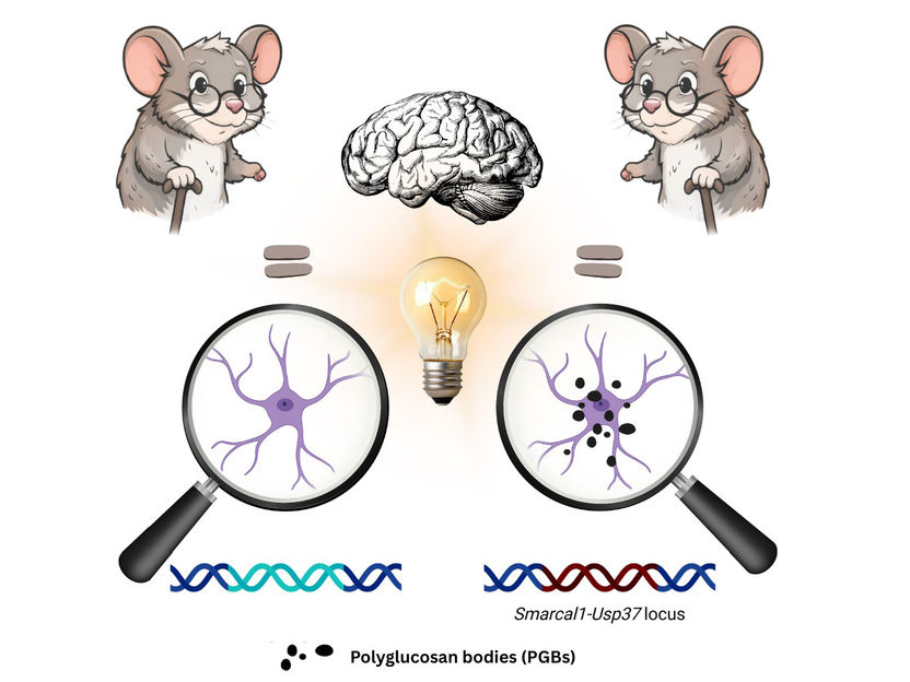 FLI / Kerstin Wagner; generated with ChatGPT