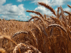 AI e big data: previsioni migliorate per un grano "su misura