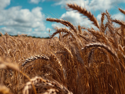 AI e big data: previsioni migliorate per un grano "su misura