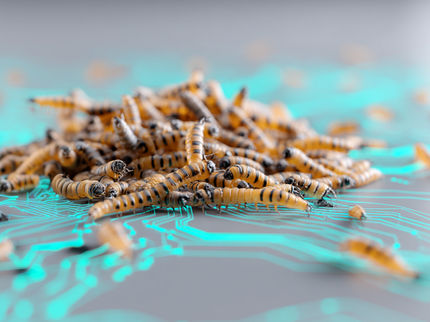 KI optimiert Insektenzucht für nachhaltige Proteinproduktion