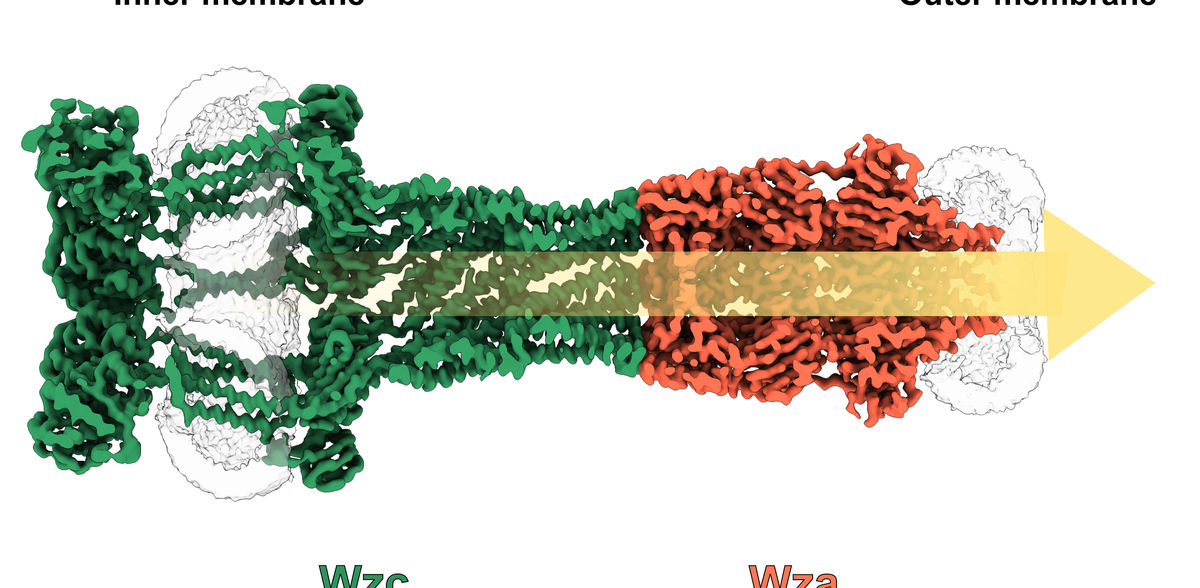 Como é que as bactérias tricotam o seu manto de açúcar: uma nova abordagem para combater a resistência?
