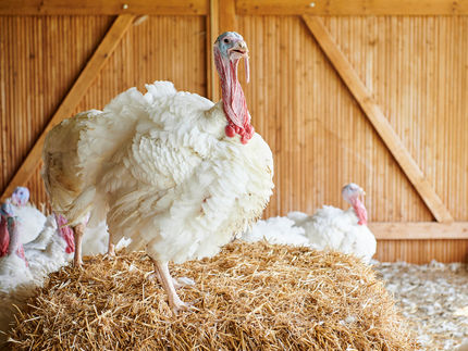 Heidemark Mästerkreis