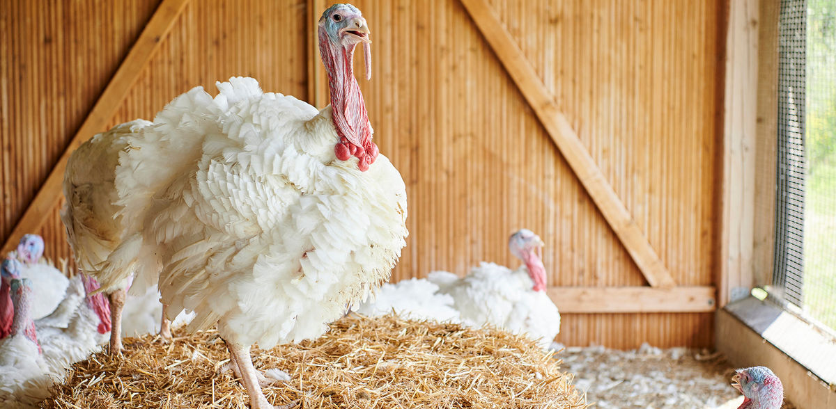 Storteboom Food Group