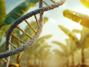 Hope for global banana farming in genetic discovery