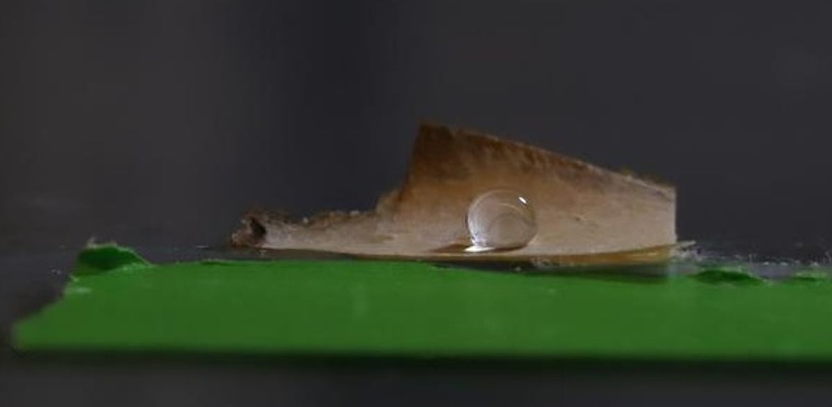 I ricercatori utilizzano un fungo per creare imballaggi alimentari privi di plastica